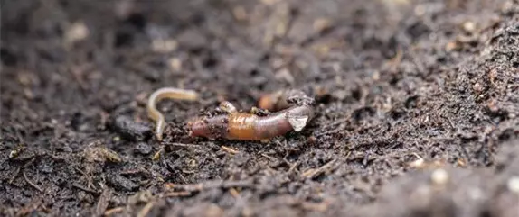 Mit diesen Tipps können Sie Ihren Gartenboden verbessern