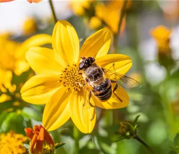 Nachhaltiger Pflanzenschutz für ein gesundes Grün im Garten