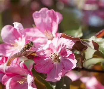 Nützlinge im Garten – die fleißigen Helfer im Außenbereich