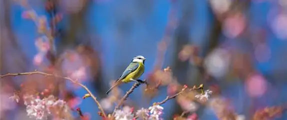 Nützlinge im Garten – die fleißigen Helfer im Außenbereich