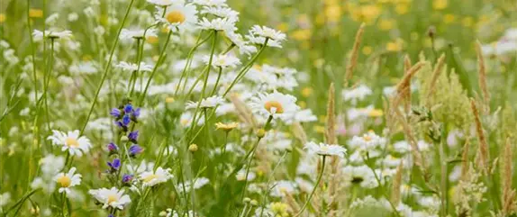 Nützlinge im Garten – die fleißigen Helfer im Außenbereich