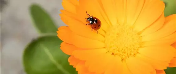 Nützlinge im Garten – die fleißigen Helfer im Außenbereich