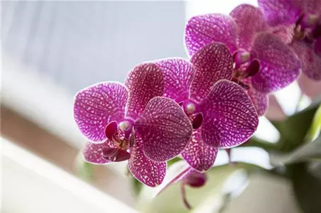 Orchideen – Arten und allgemeine Pflegetipps im Überblick