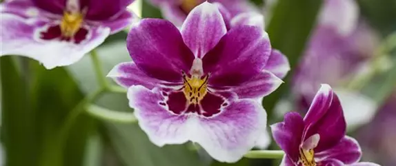 Orchideen – Arten und allgemeine Pflegetipps im Überblick