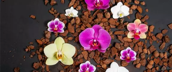 Orchideen – Arten und allgemeine Pflegetipps im Überblick