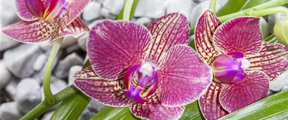 Orchideen – Arten und allgemeine Pflegetipps im Überblick