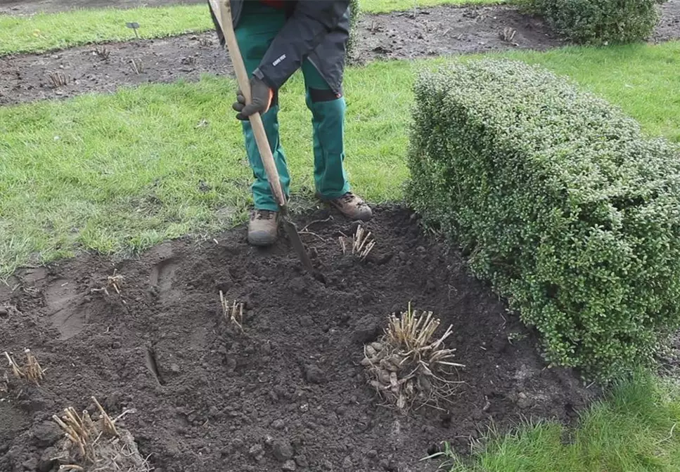 Dahlien - Einpflanzen im Garten