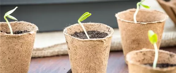 So bekommen Sie Gemüse aus dem eigenen Garten