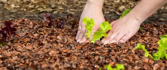 So bekommen Sie Gemüse aus dem eigenen Garten