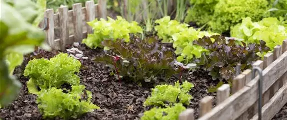 So bekommen Sie Gemüse aus dem eigenen Garten