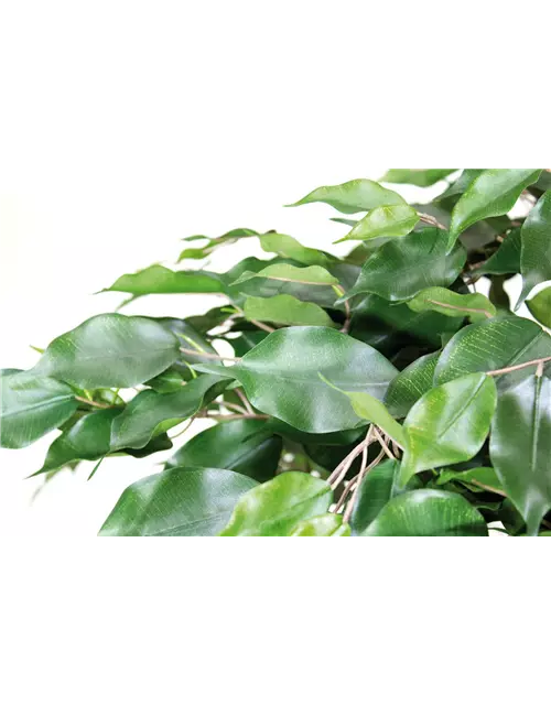 fleur ami FICUS EXOTICA DELUXE Kunstpflanze