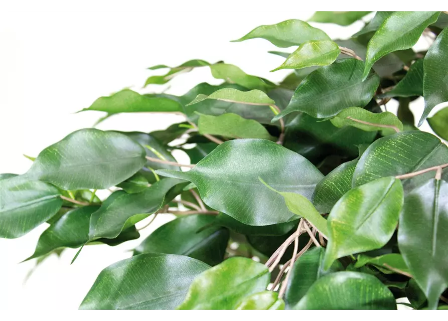 fleur ami FICUS EXOTICA DELUXE Kunstpflanze