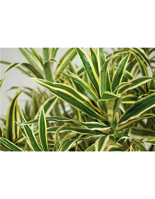 fleur ami DRACAENA REFLEXA Kunstpflanze