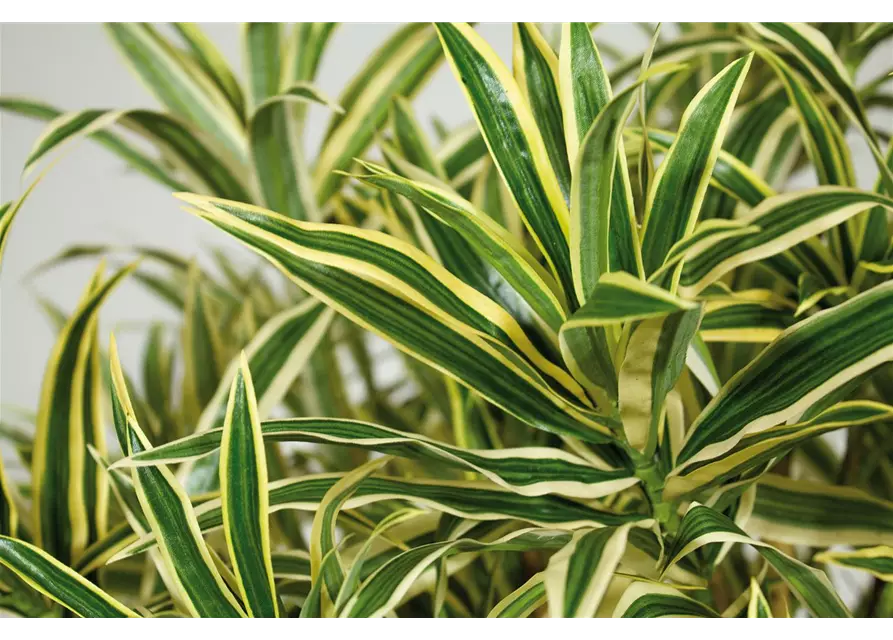 fleur ami DRACAENA REFLEXA Kunstpflanze