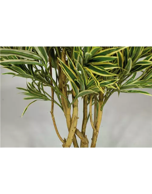 fleur ami DRACAENA REFLEXA Kunstpflanze