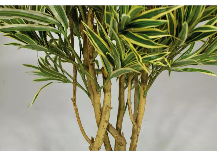 fleur ami DRACAENA REFLEXA Kunstpflanze