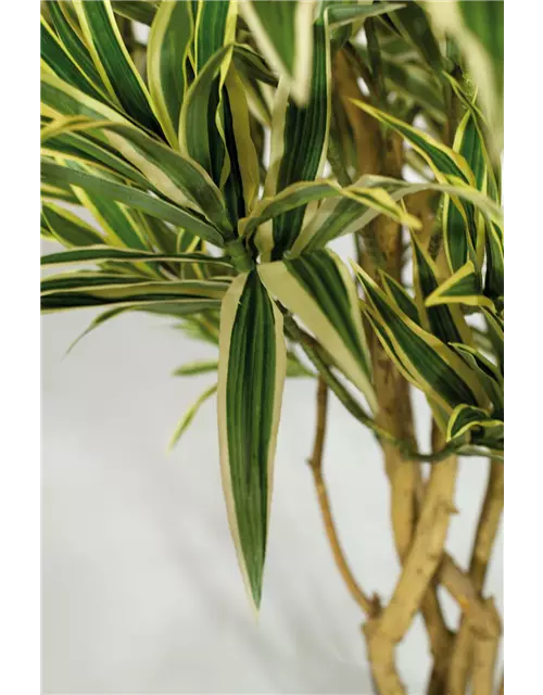 fleur ami DRACAENA REFLEXA Kunstpflanze