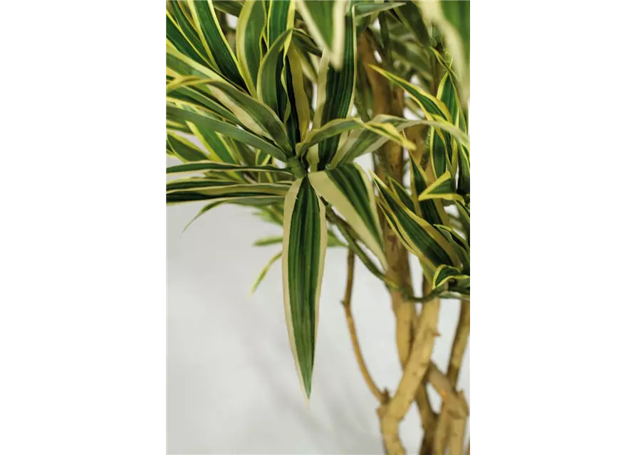 fleur ami DRACAENA REFLEXA Kunstpflanze