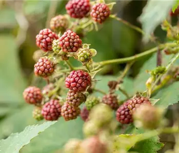 So können Sie einen Obstgarten anlegen