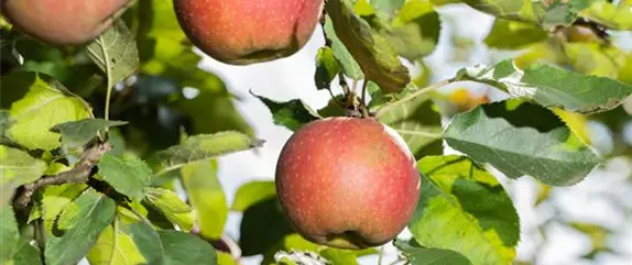 So können Sie einen Obstgarten anlegen