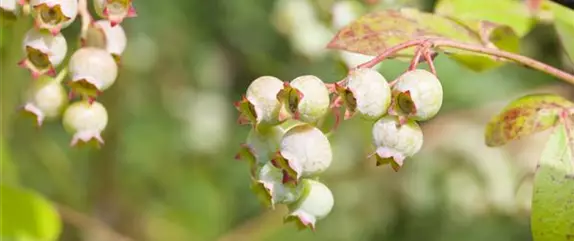 So können Sie einen Obstgarten anlegen