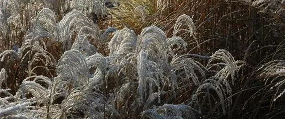 Warum der Herbst die Zeit für Gräser ist