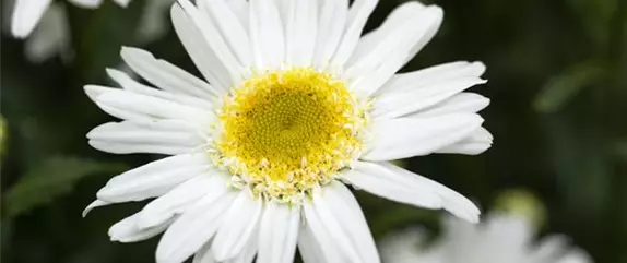 Was Sie mit Schnittblumen sagen können