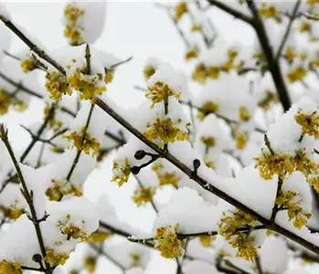 Winterblühende Gehölze – volle Blütenpracht trotz Kälte