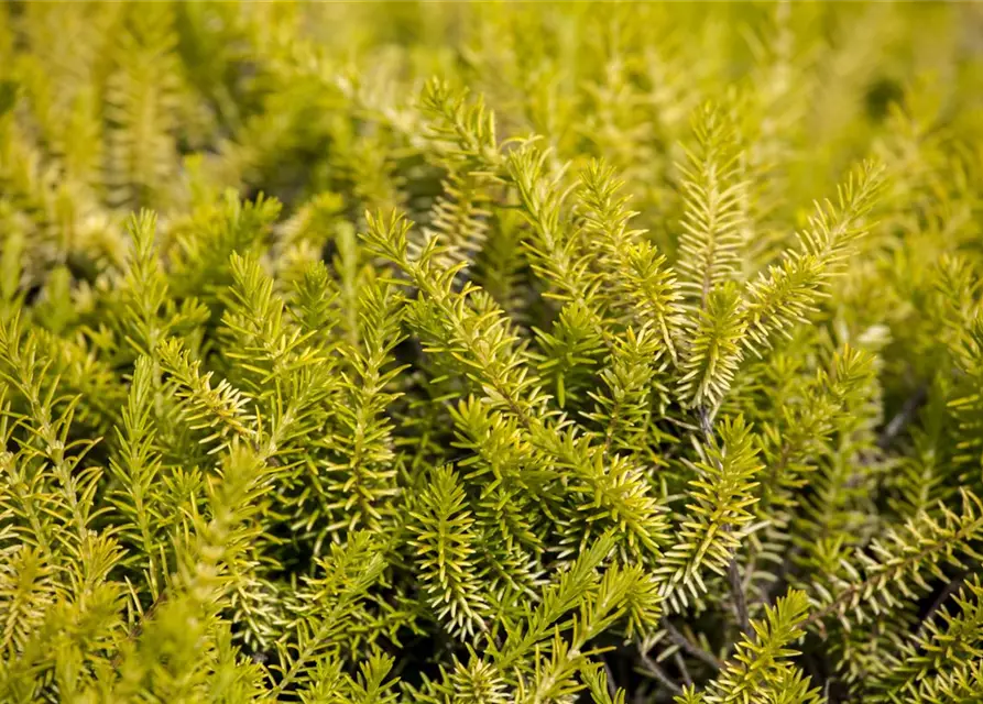 Erica carnea