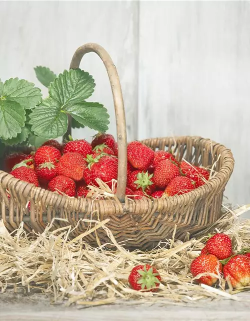 Fragaria x ananassa