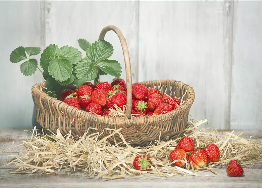 Fragaria x ananassa