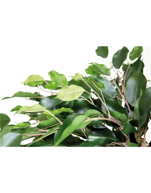 fleur ami FICUS EXOTICA KUGEL Kunstpflanze