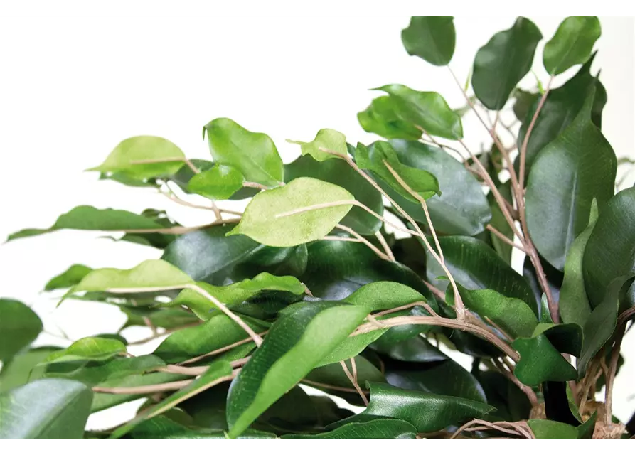 fleur ami FICUS EXOTICA KUGEL Kunstpflanze