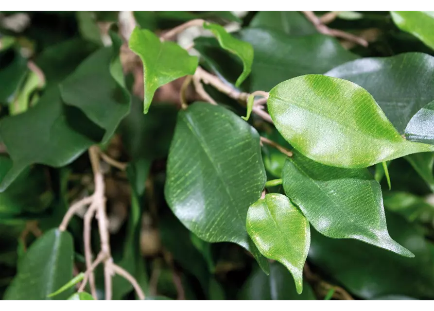 fleur ami FICUS EXOTICA KUGEL Kunstpflanze