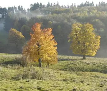 Ziergehölze mit Herbstfärbung – ein glanzvolles Farbspiel