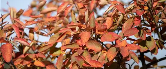 Ziergehölze mit Herbstfärbung – ein glanzvolles Farbspiel