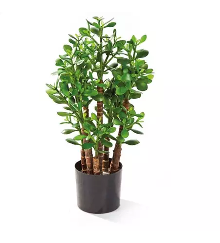 fleur ami CRASSULA OVATA Kunstpflanze