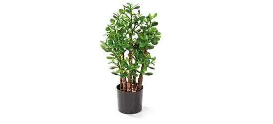 fleur ami CRASSULA OVATA Kunstpflanze