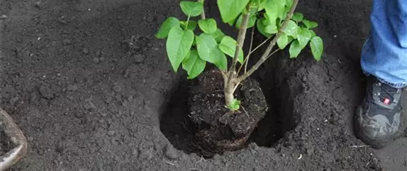 FLIEDER - EINPFLANZEN IM GARTEN