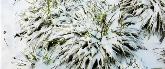 Die wichtigste Gartenarbeit vor dem Winter