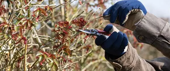 So werden Ihre Rosen gut gedeihen