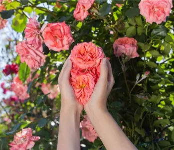 Tipps für die Rosenpflege im Überblick