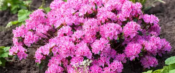 Tipps für die Rosenpflege im Überblick