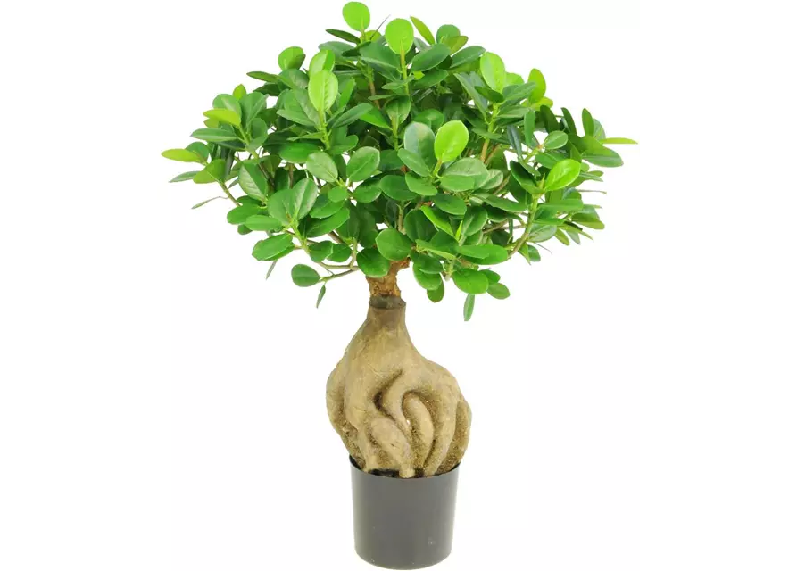 fleur ami FICUS PANDA BONSAI Kunstpflanze