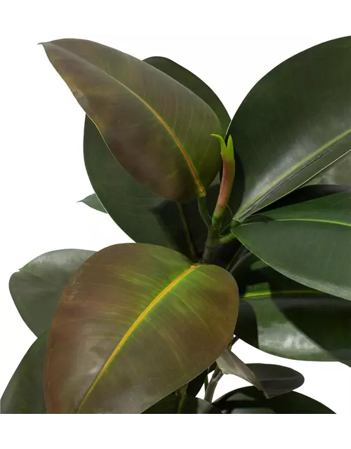 fleur ami FICUS ELASTICA Kunstpflanze