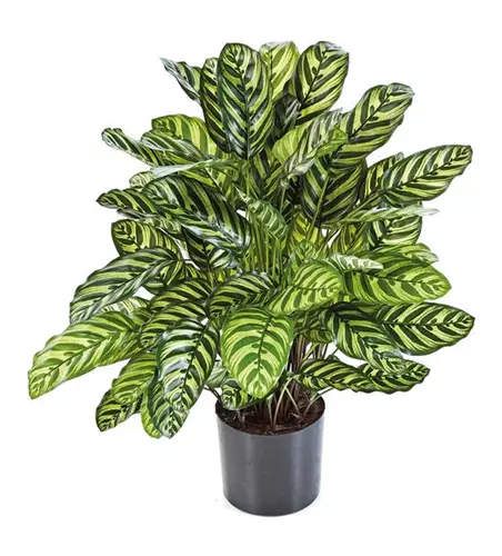 fleur ami CALATHEA Kunstpflanze