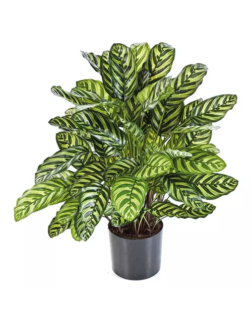 fleur ami CALATHEA Kunstpflanze