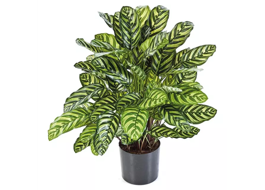 fleur ami CALATHEA Kunstpflanze