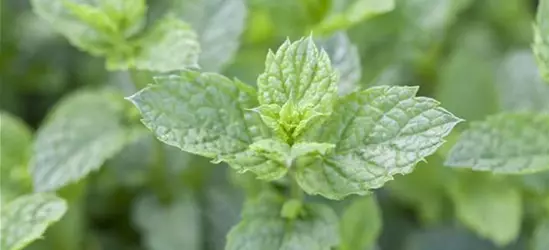 Mentha spicata 'Maroccan'