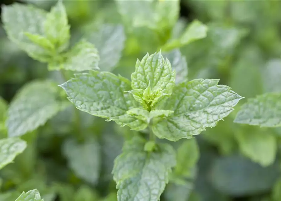 Mentha spicata 'Maroccan'